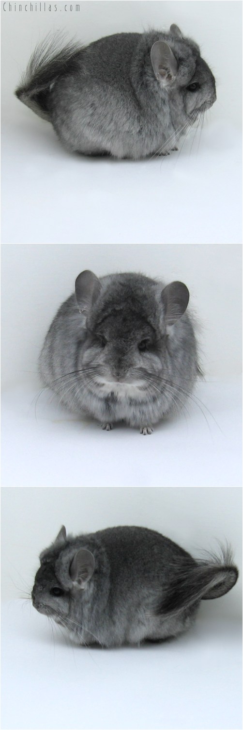 11005 Exceptional Standard Royal Persian Angora Female Chinchilla