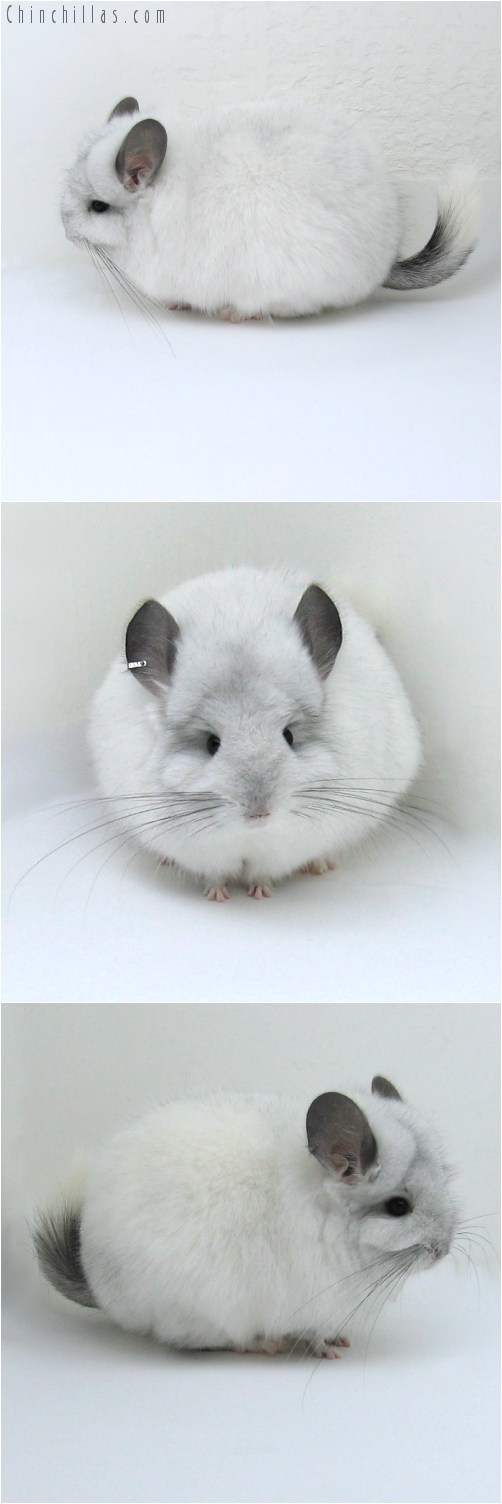 11006 White Mosaic Royal Persian Angora Female Chinchilla