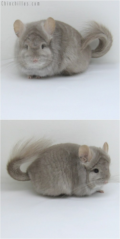 11013 Beige Royal Persian Angora Female Chinchilla