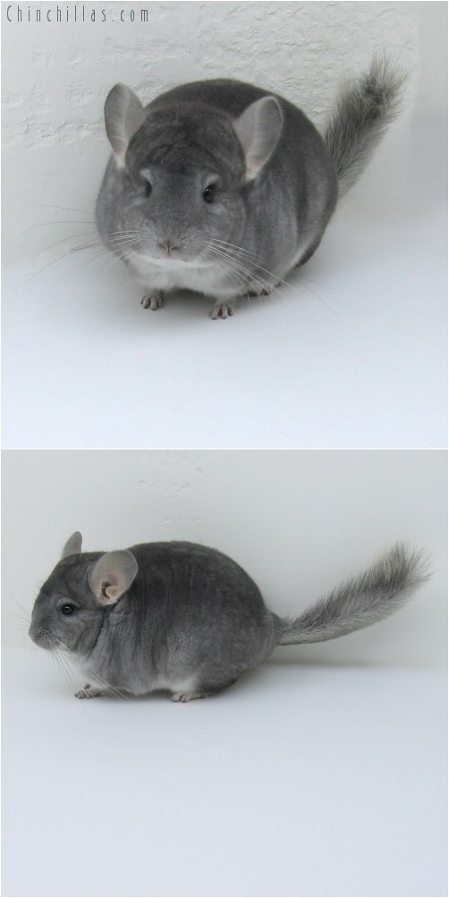 11011 Show Quality Sapphire Female Chinchilla