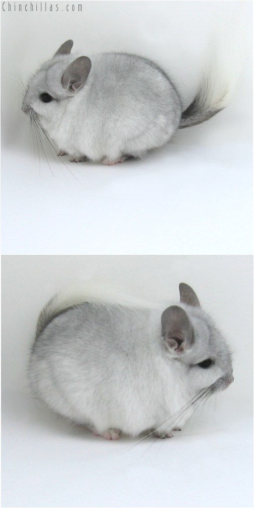 11010 Silver Mosaic Royal Persian Angora Male Chinchilla