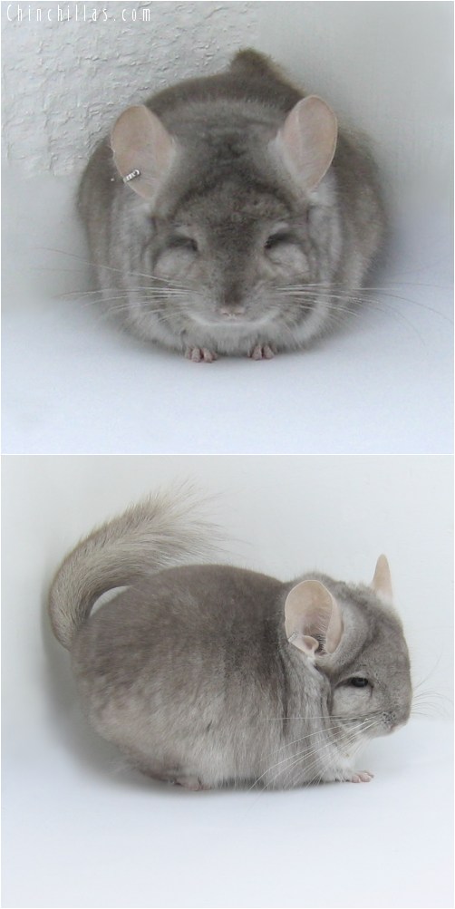 11008 Beige Royal Persian Angora Male Chinchilla