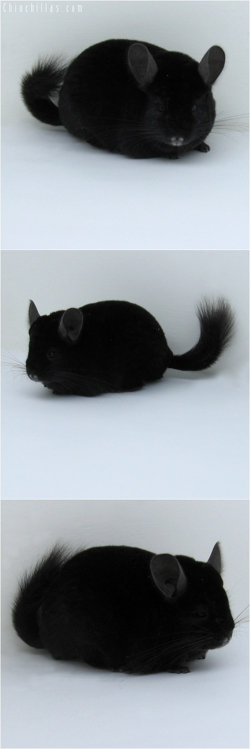 11009 Herd Improvement Quality Extra Dark Ebony Male Chinchilla