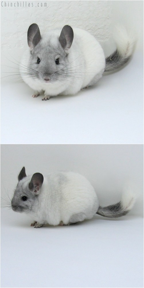 11012 Show Quality White Mosaic Female Chinchilla