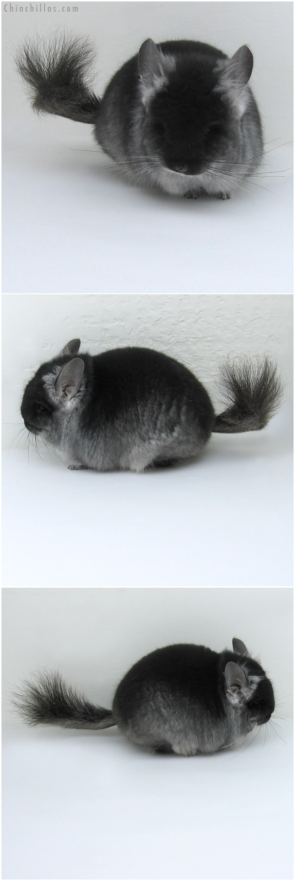 11019 Exceptional Black Velvet Royal Persian Angora Male Chinchilla