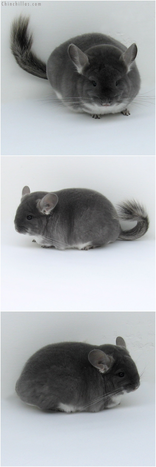 11022 Premium Production Quality TOV Violet Female Chinchilla