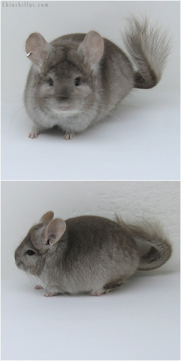 11017 Beige Royal Royal Persian Angora Male Chinchilla