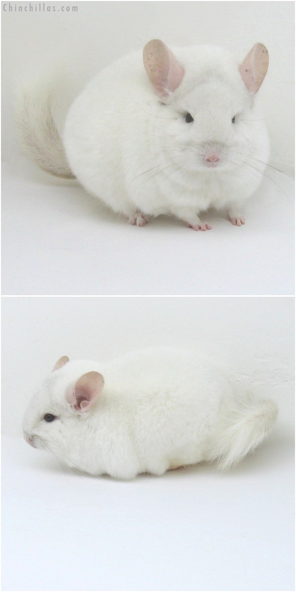 11021 Large Premium Production Quality Pink White Female Chinchilla