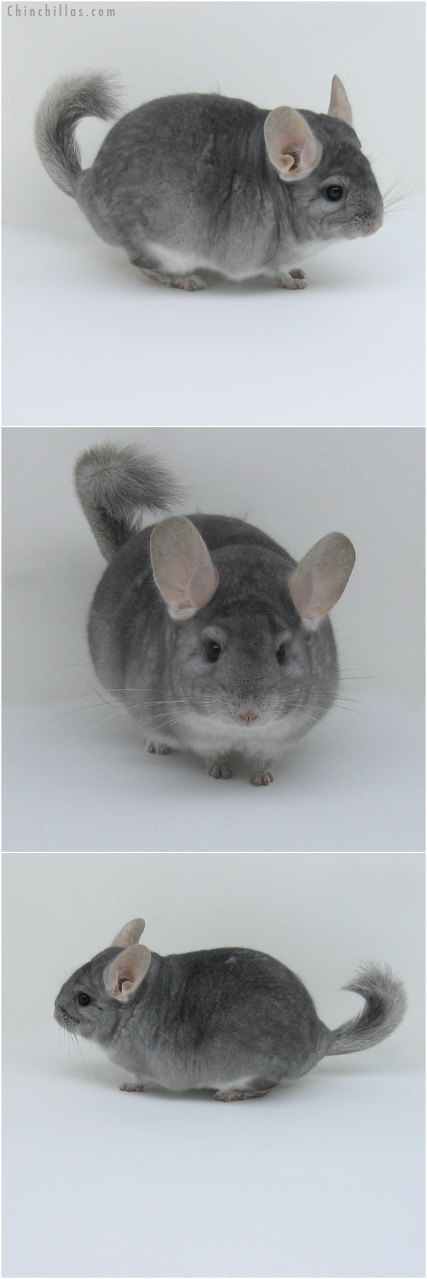 11023 Show Quality Sapphire Female Chinchilla