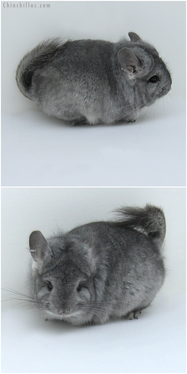 11016 Standard Royal Persian Angora Male Chinchilla