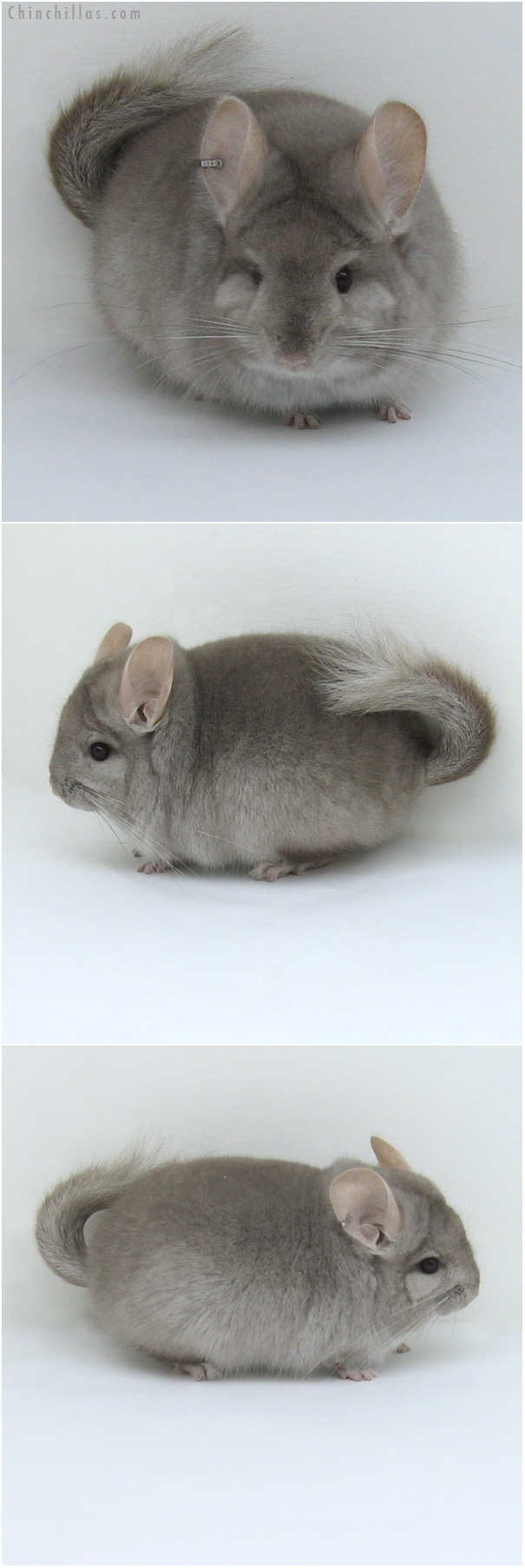 11018 Beige Royal Persian Angora Male Chinchilla