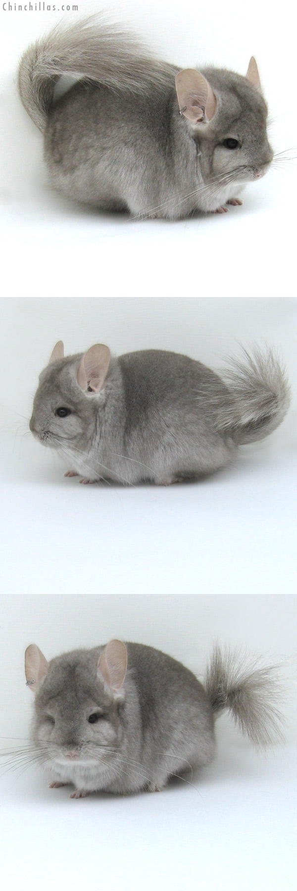 11026 Beige Royal Persian Angora Female Chinchilla