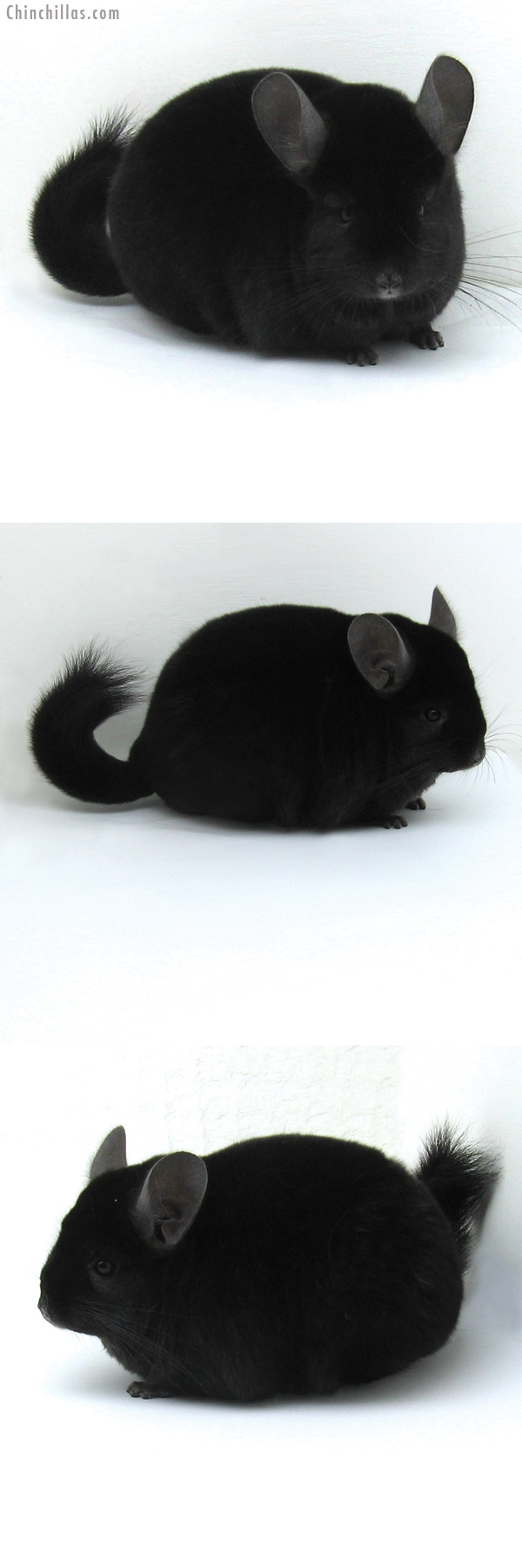 11028 Premium Production Quality Ebony Female Chinchilla