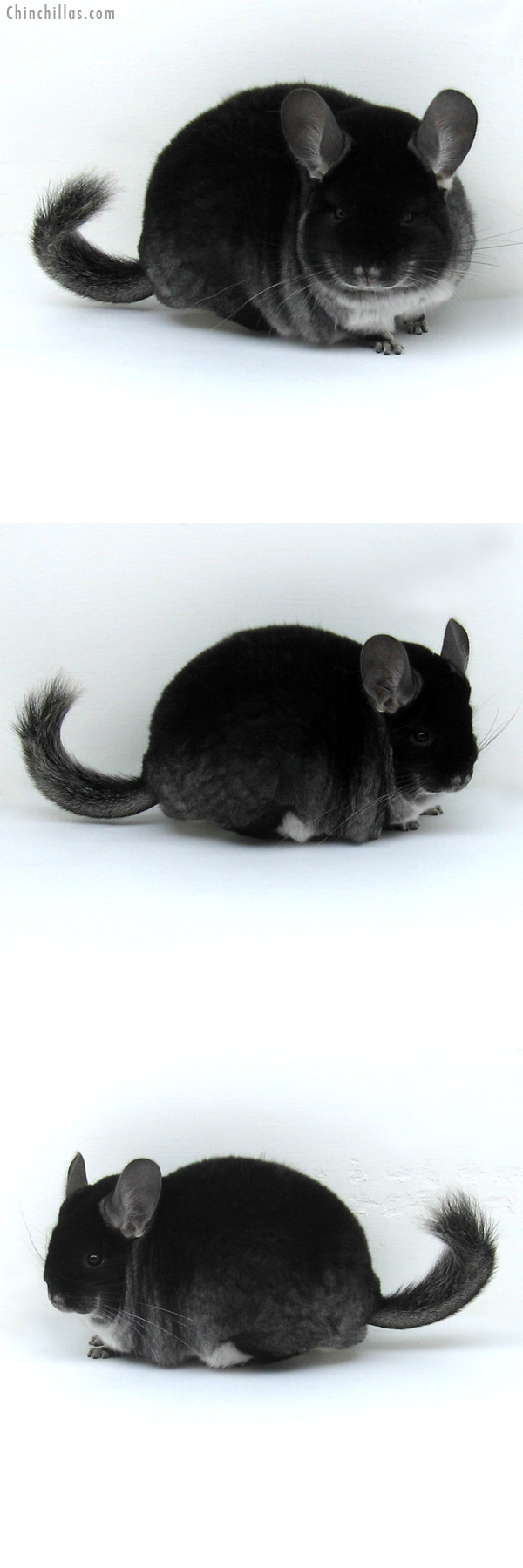 11027 Large Show Quality Black Velvet Female Chinchilla