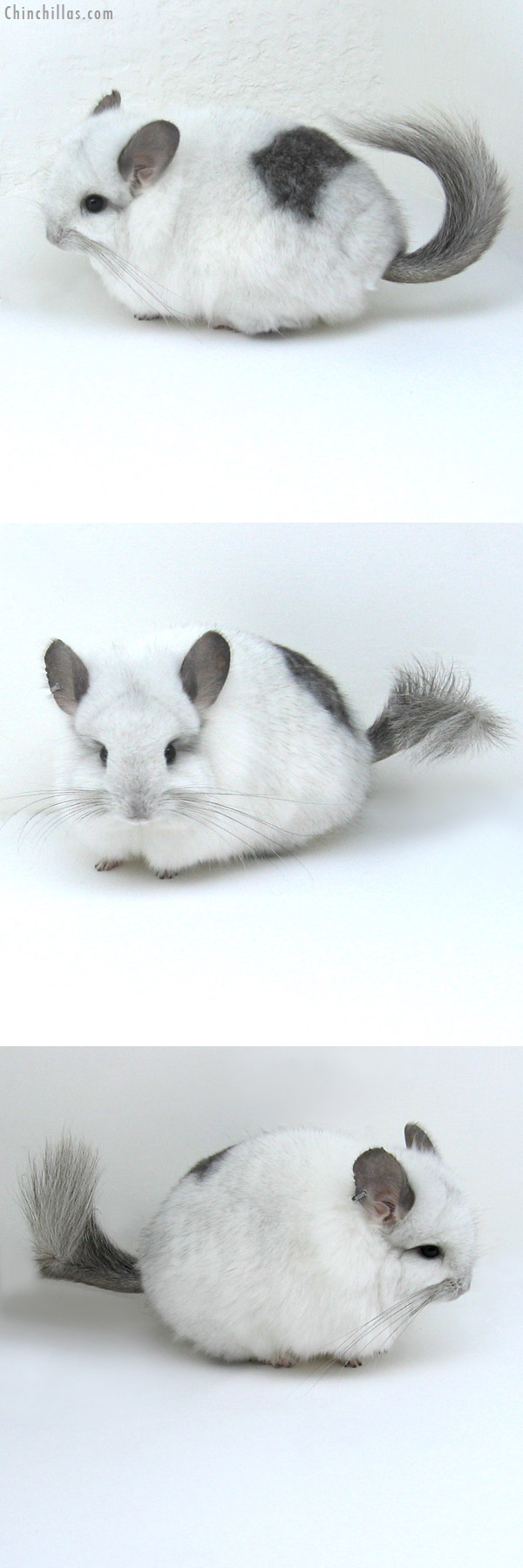 11024 Unique White Mosaic Royal Persian Angora Female Chinchilla