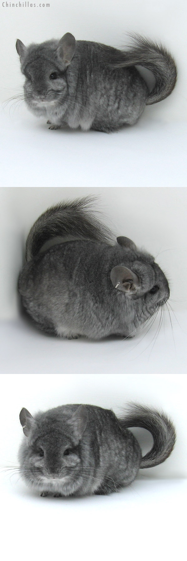 11032 Standard Royal Persian Angora Male Chinchilla