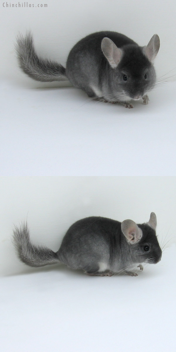 11034 Show Quality TOV Sapphire Male Chinchilla