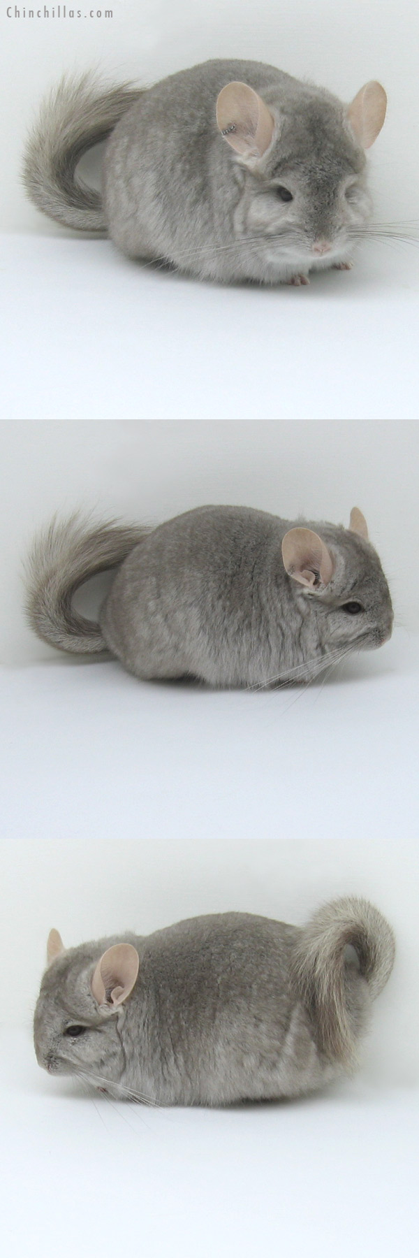 11038 Beige Royal Persian Angora Female Chinchilla