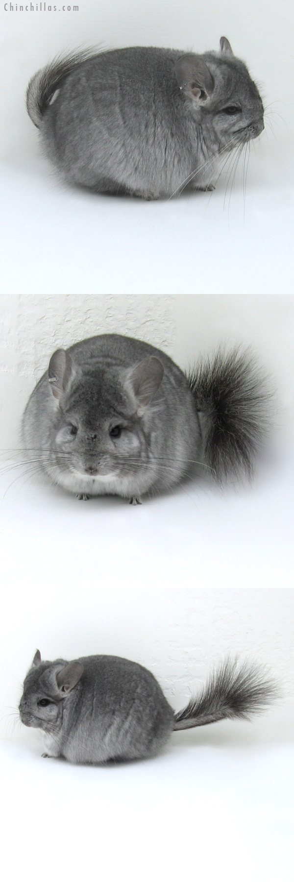 11037 Standard Royal Persian Angora Female Chinchilla