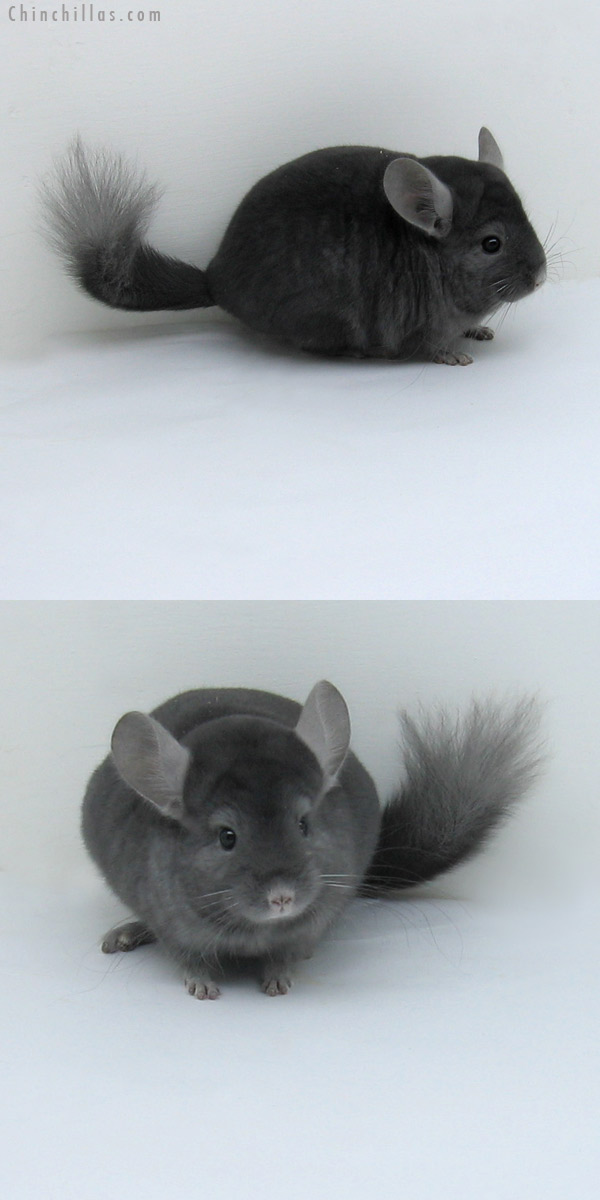 11043 Rare Wrap Around Sapphire Male Chinchilla