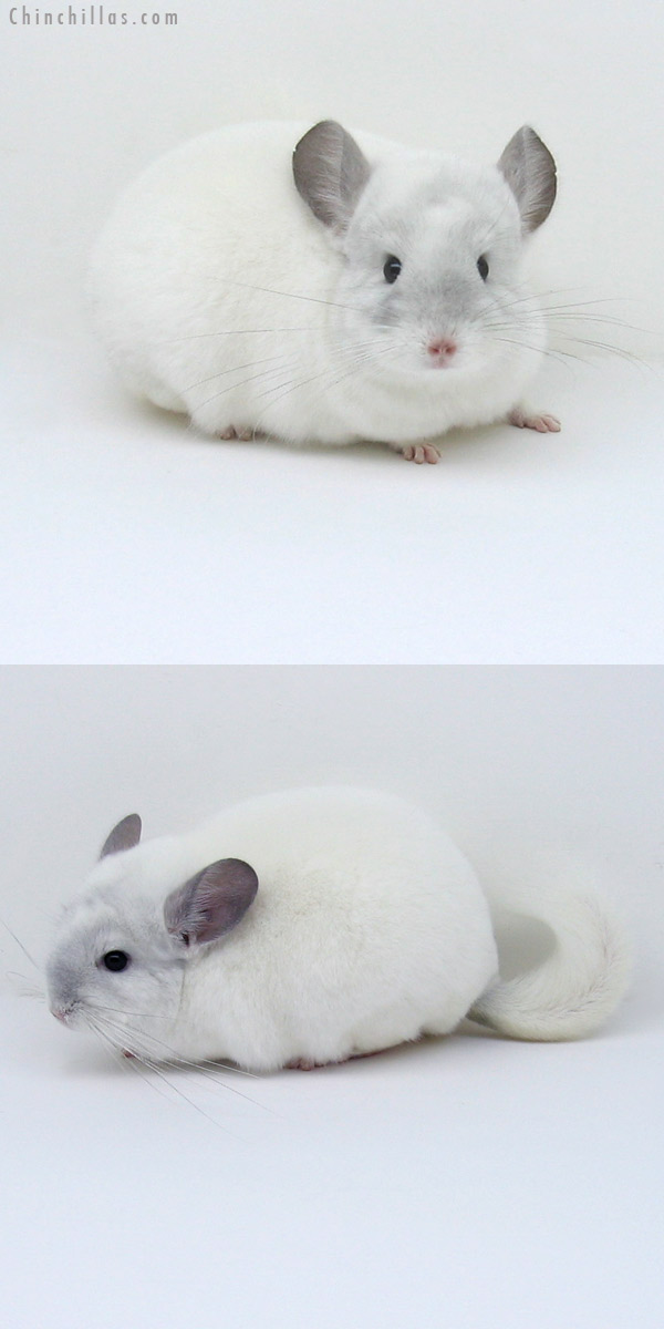 11045 Large Premium Production Quality Violet & White Mosaic Female Chinchilla