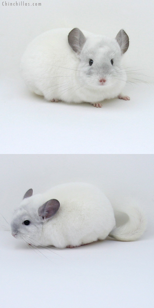 11045 Large Premium Production Quality Violet & White Mosaic Female Chinchilla