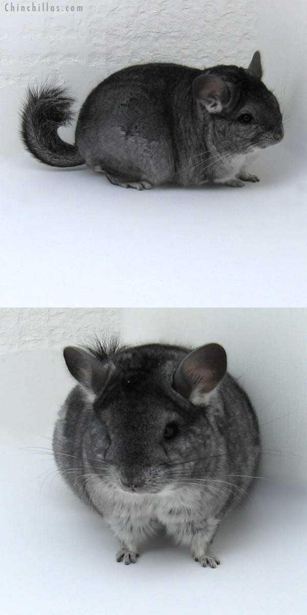 11042 Standard Dwarf / Mini Female Chinchilla