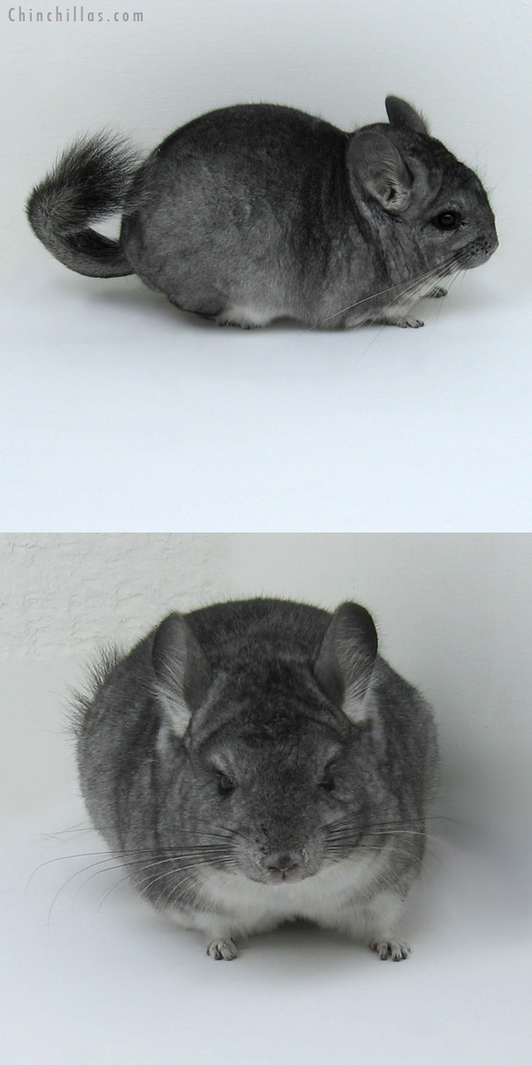 11044 Standard Dwarf / Mini Female Chinchilla