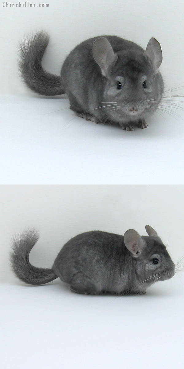 11050 Rare Wrap Around Sapphire Male Chinchilla