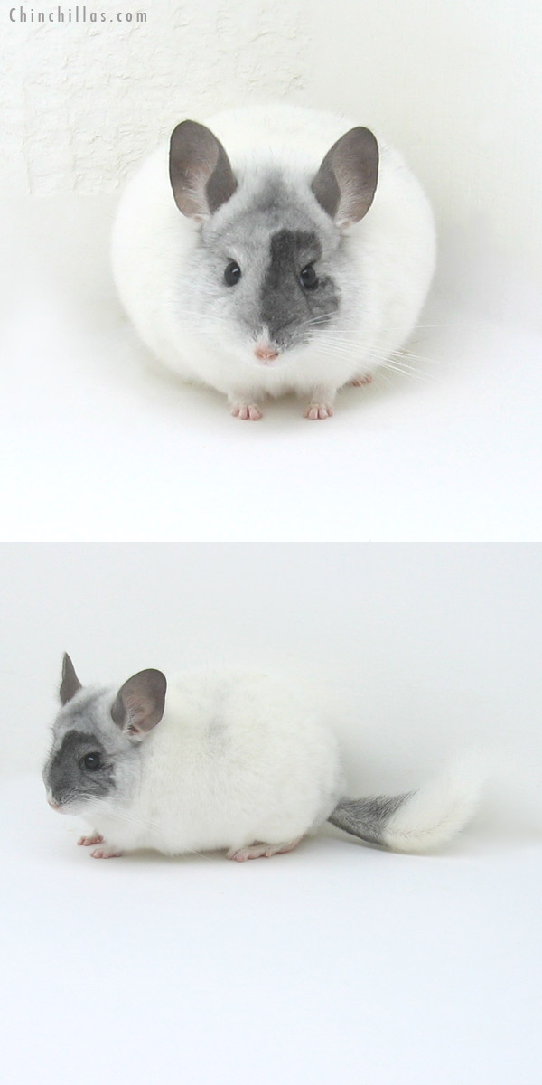 11058 Herd Improvement Quality Extreme White Mosaic Male Chinchilla