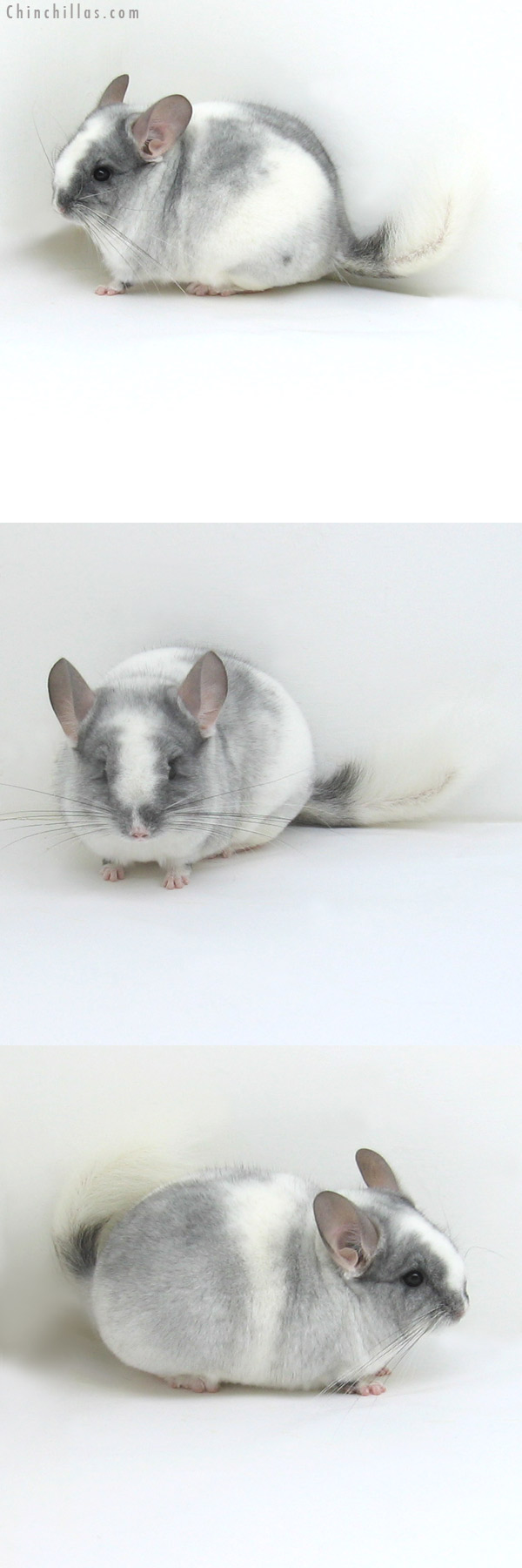 11057 Mini TOV White Male Chinchilla