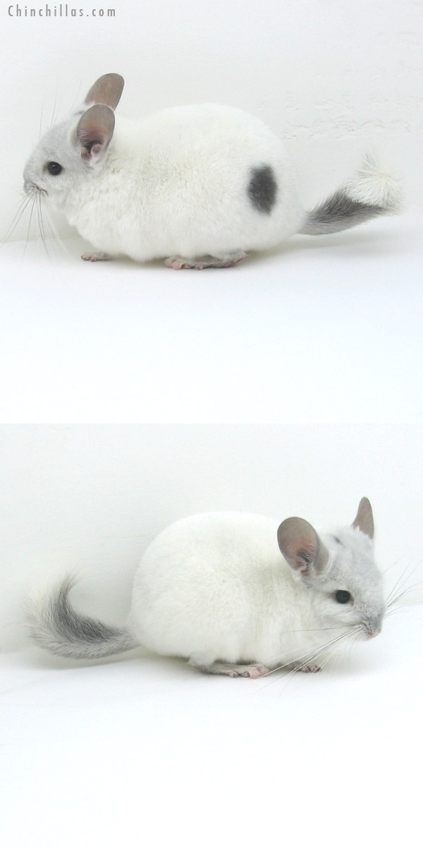 11059 Violet & White Mosaic Male Chinchilla