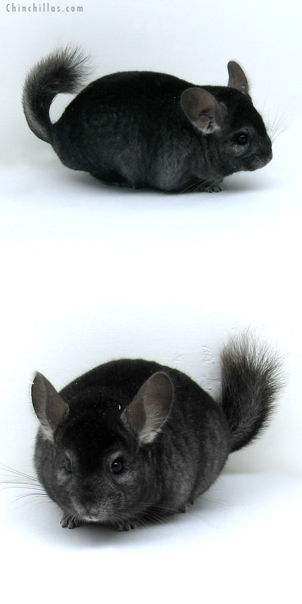 11053 Ebony ( Locken Carrier ) Male Chinchilla