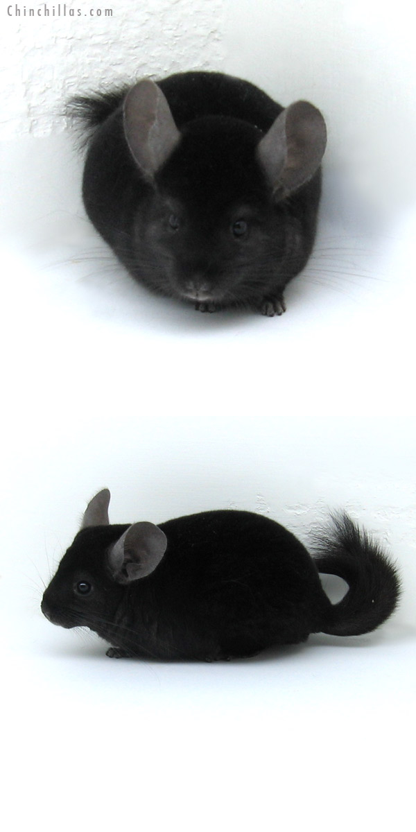 11054 Dark Ebony ( Locken Carrier ) Male Chinchilla