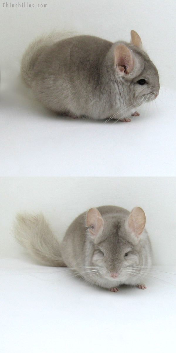 11056 Beige Royal Persian Angora Male Chinchilla