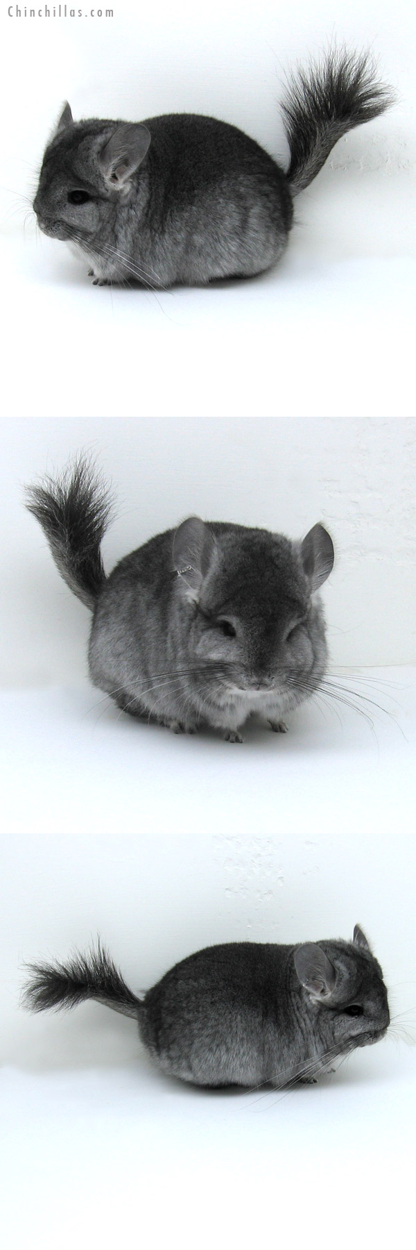 11062 Standard Royal Persian Angora Female Chinchilla