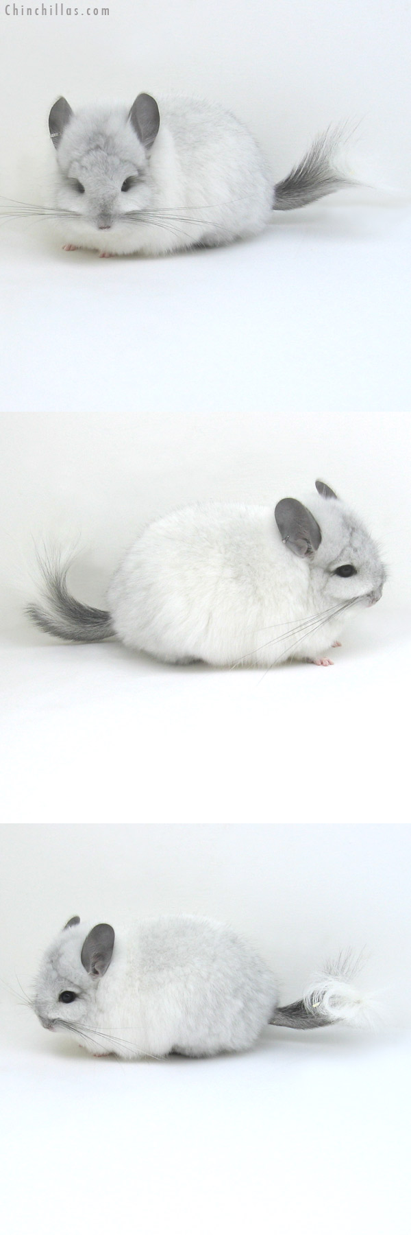 11064 White Mosaic Royal Persian Angora Female Chinchilla