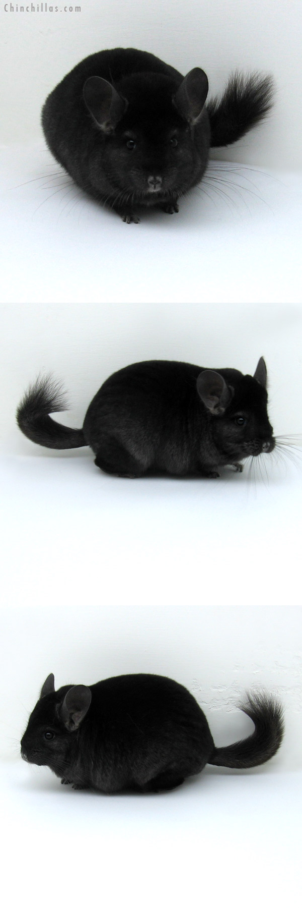 11067 Large Premium Production Quality Ebony Female Chinchilla