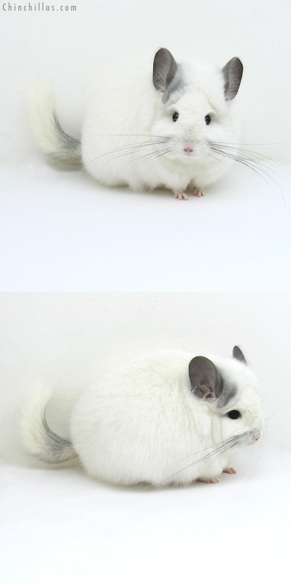 11087 White Mosaic Royal Persian Angora Female Chinchilla