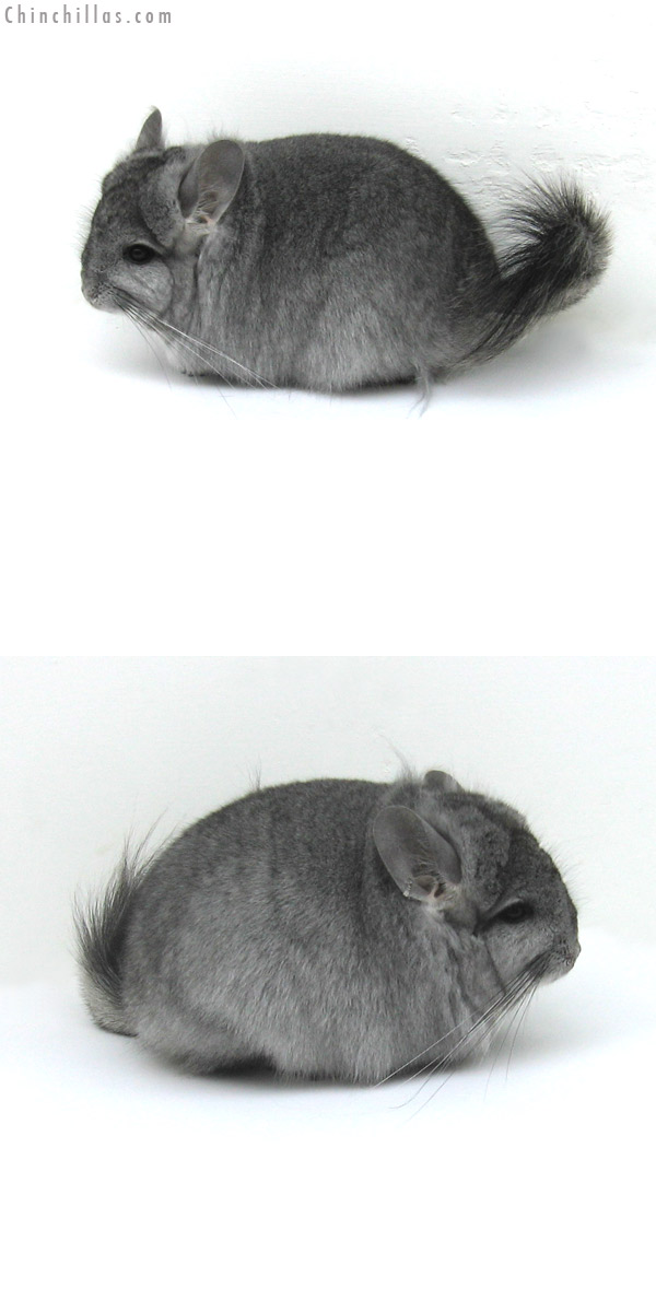 11088 Standard Royal Persian Angora Female Chinchilla