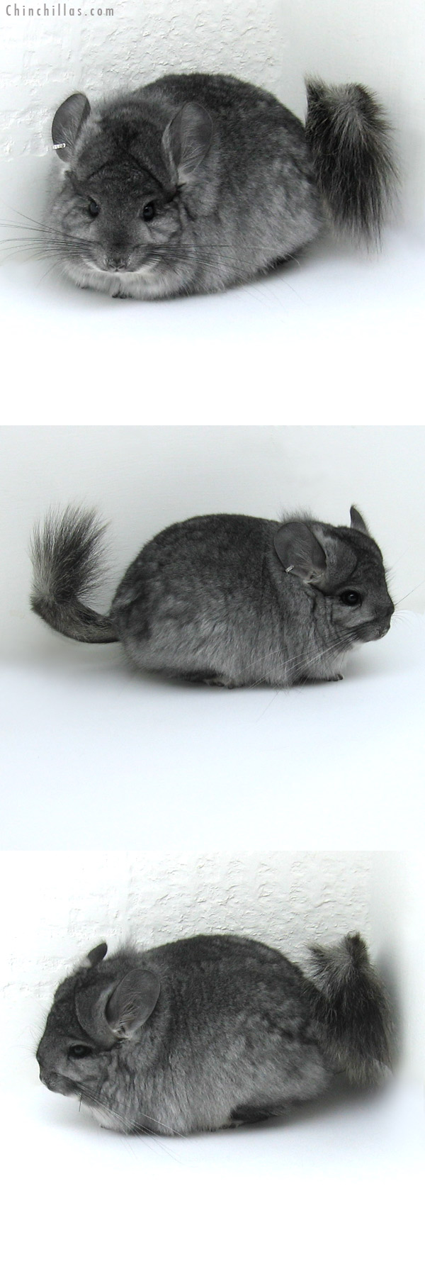 11090 Exceptional Standard Royal Persian Angora Female Chinchilla