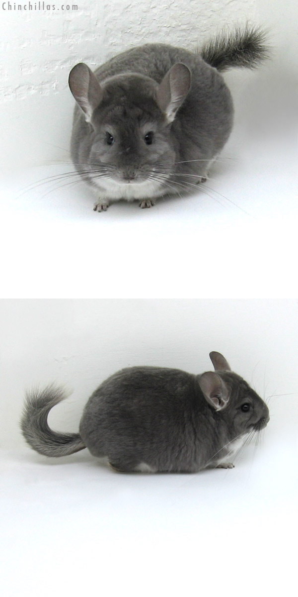 11094 Large Violet Male Chinchilla