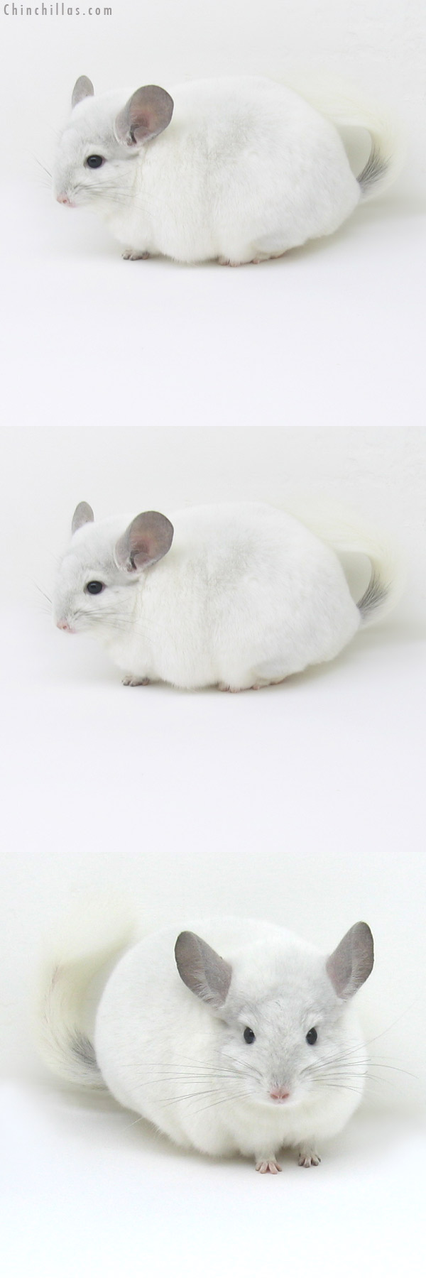 11091 Show Quality Violet & White Mosaic Female Chinchilla