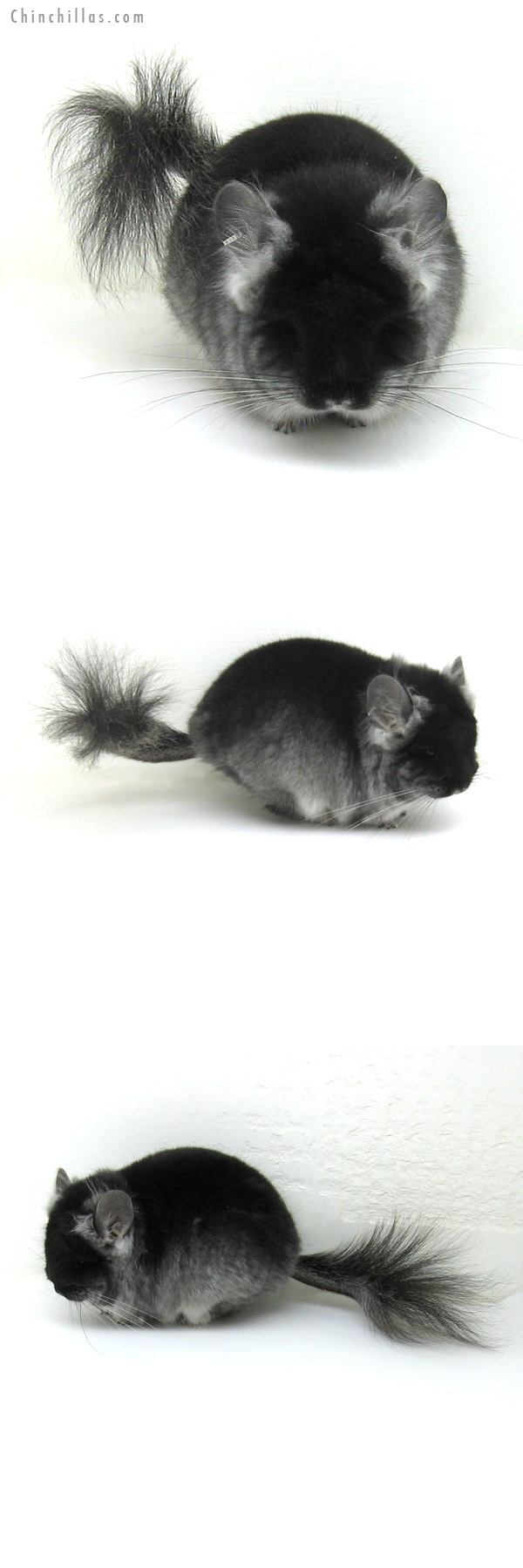 11101 Exceptional Black Velvet Royal Persian Angora Male Chinchilla