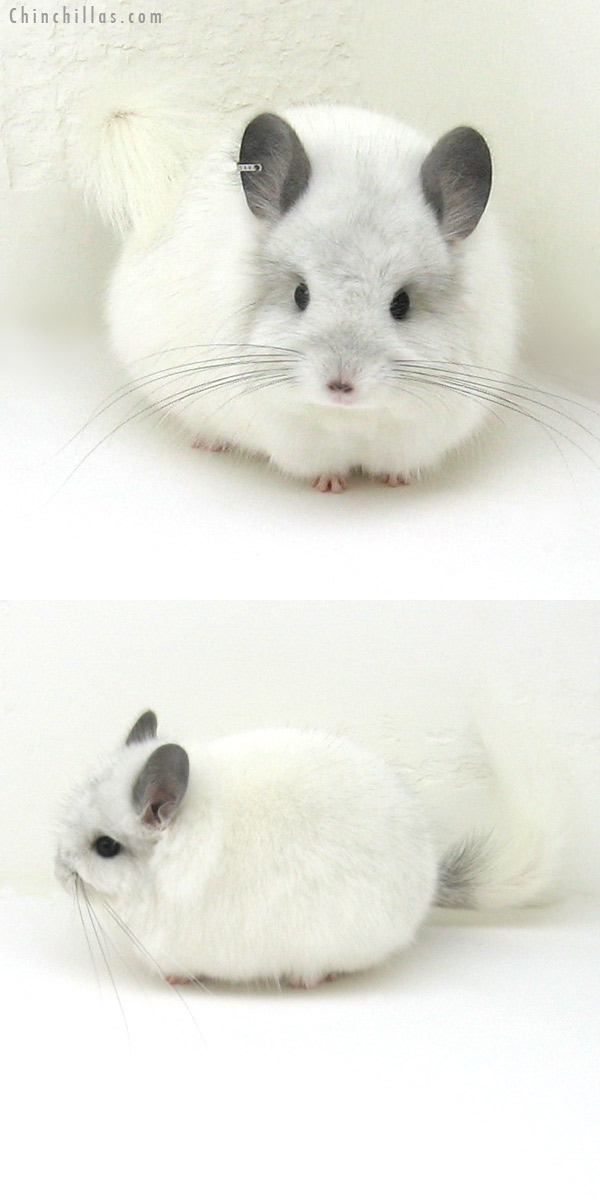 11102 White Mosaic Royal Persian Angora Male Chinchilla