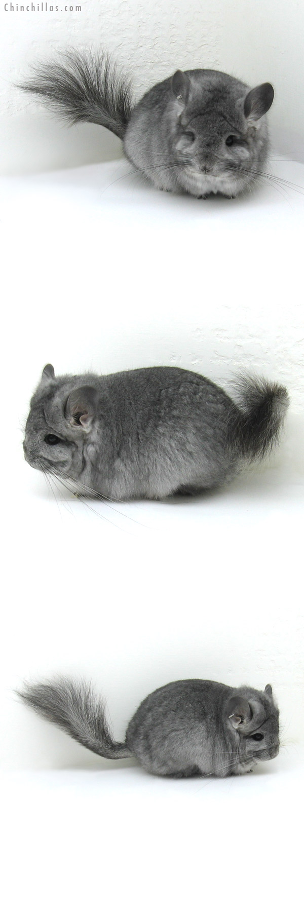 11098 Standard Royal Persian Angora Female Chinchilla