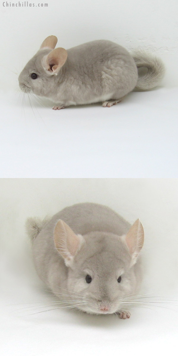 11099 Beige Violet Female Chinchilla