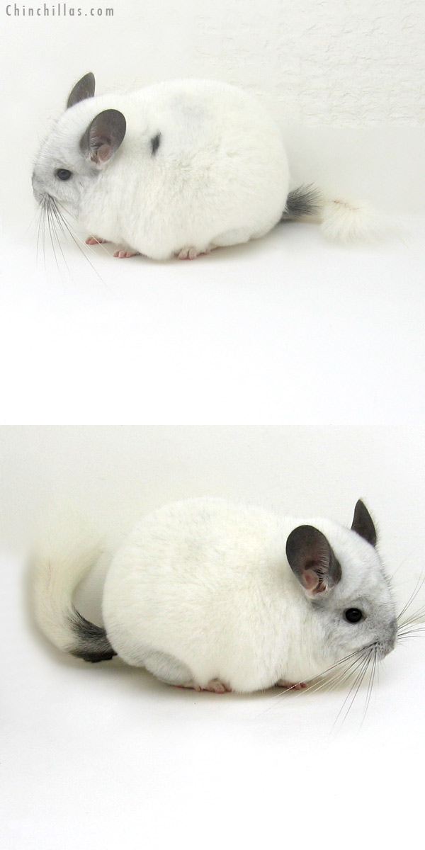 11100 Show Quality White Mosaic Female Chinchilla