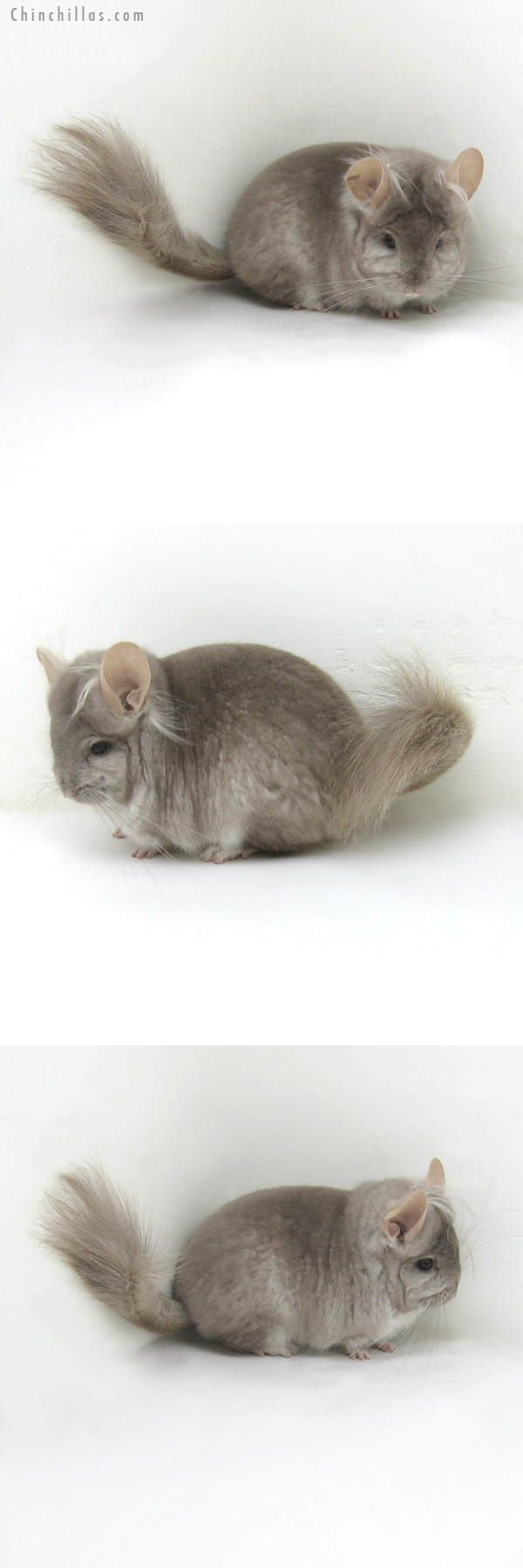 11108 Exceptional Beige Royal Persian Angora Male Chinchilla