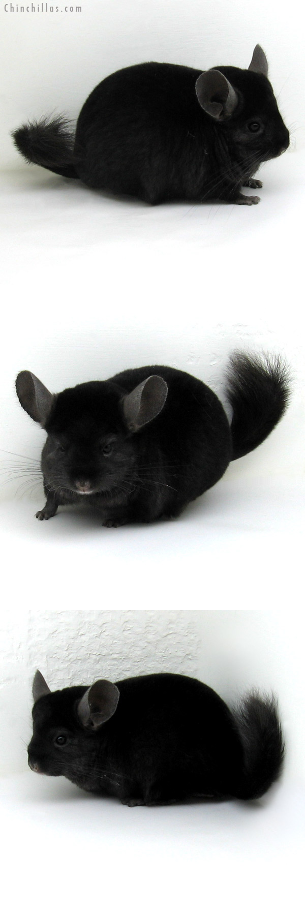 11103 Large Ebony ( Locken Carrier ) Male Chinchilla